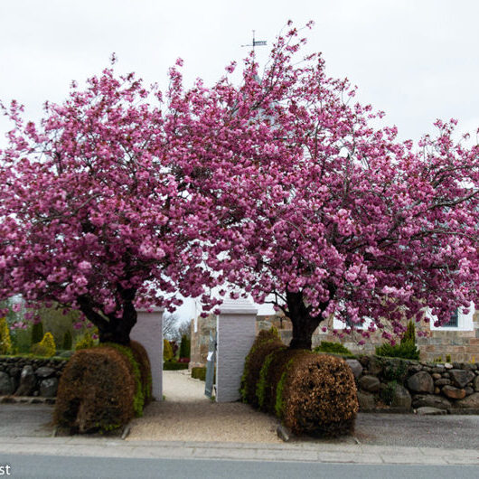 Kirsebærtræer ved Næsbjerg Kirke april 2020